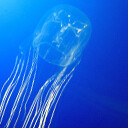 Box Jellyfish