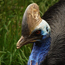 Cassowary