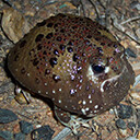 Holy Cross Frog