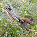 Lyrebird