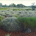 Night Parrot