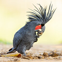 Palm Cockatoo