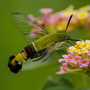 Pellucid Hawk Moth