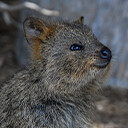 Quokka