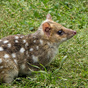 Quoll