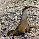 Racehorse Goanna