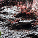Saltwater Crocodile