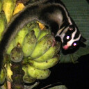Striped Possum