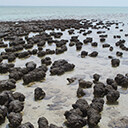 Stromatolite