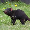 Tasmanian Devil