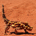 Thorny Devil