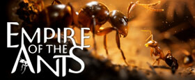 Die Ameisen