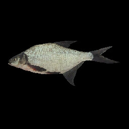 Bream