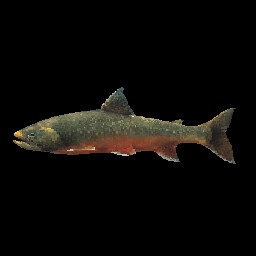Brook Trout