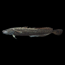 Burbot