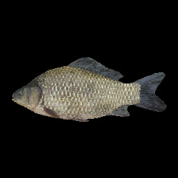 Crucian