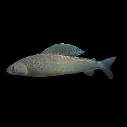 Grayling