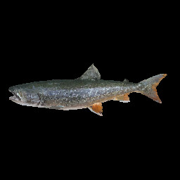 Lake Trout