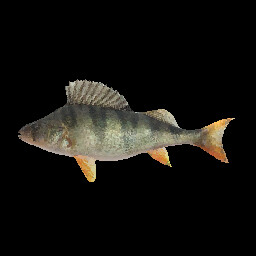 Perch