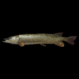 Pike
