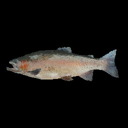 Rainbow Trout