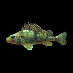 Ruffe