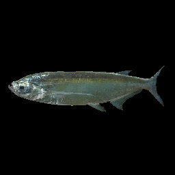 Sabrefish