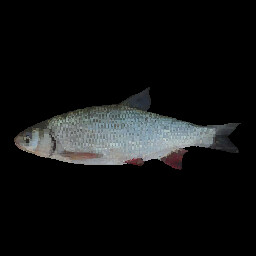 Salmon