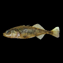 Stickleback