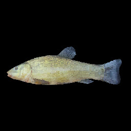 Tench