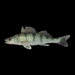 Volga Zander