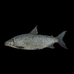 Whitefish