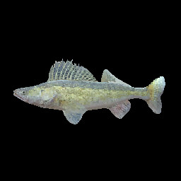 Zander