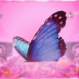 Social Butterfly