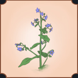 Borage Flower