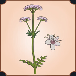 Valerian Flowers