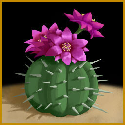 Desert Flower
