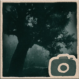 Majestic tree