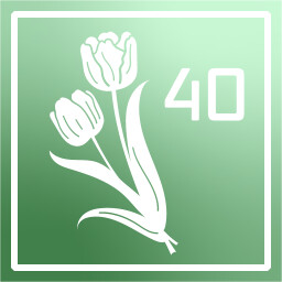 Tulip enthusiast