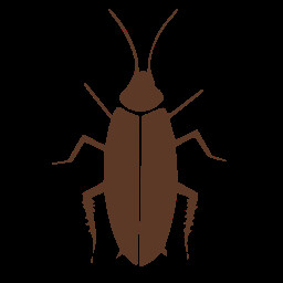 Cockroach